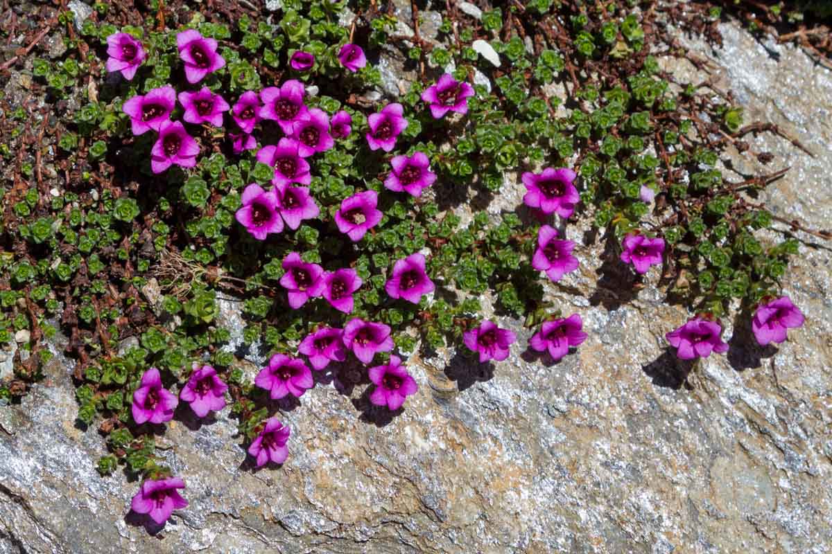 Saxifraga oppositifolia / Sassifraga a foglie opposte